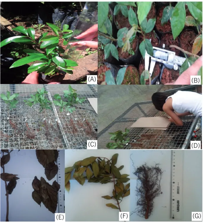 Figure 4 – Procedures conducted during seedlings monitoring: A) height measurement; B) Collar diameter (CD)  measurement; C) Seedling being dried before the separation of the aerial part and root; D) identification of the  craft paper bags for conditioning