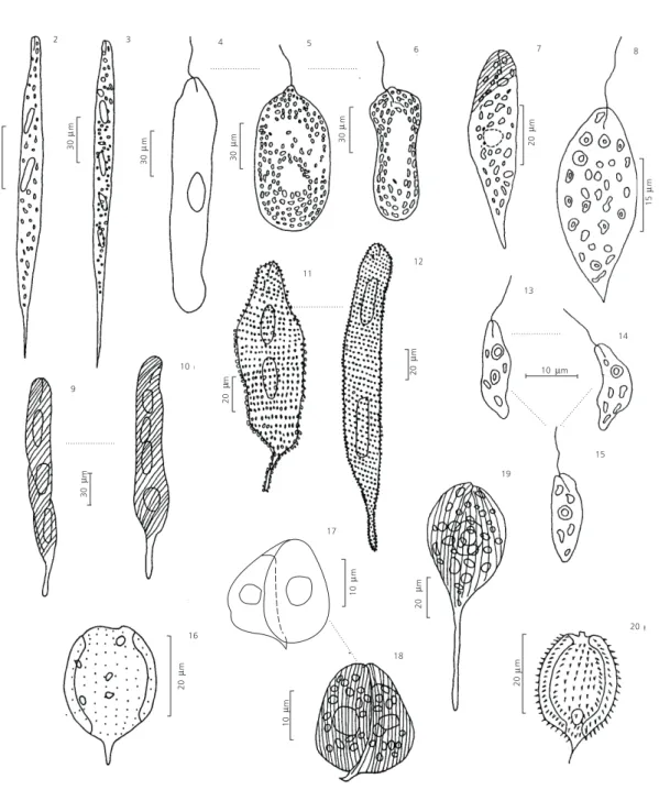 Fig. 2 — Euglena acus Ehrenberg var. acus. Fig. 3 — Euglena acus Ehrenberg var. longissima Deflandre