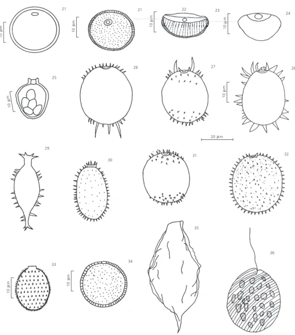 Fig. 21 — Trachelomonas curta Cunha. Figs. 22, 23 e 24 — Trachelomonas bernardii Woloszinska