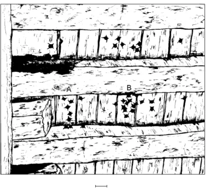 Fig. 1 — Disposição dos indivíduos de uma colônia de R. naso que se abrigava sob ponte de madeira no riacho Mocambinho, região de Jaíba