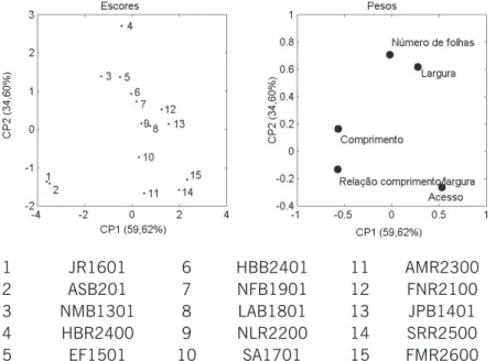 Figura 2 Representação gráfica da análise de componentes principais de 15 acessos de curauá com idade de  seis meses (grupo 1) a partir das quatro variáveis