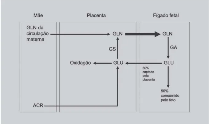 FIGURA 2 - Transferência transplacentária de glutamina e glutamato: fluxo de glutamina e glutamato entre mãe, placenta e feto