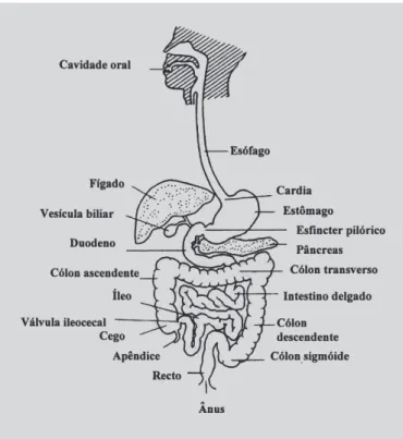 FIGURA 1 - Esquema do sistema gastrointestinal.