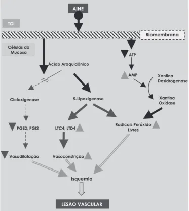 FIGURA 1. Mecanismo de indução de toxicidade da indometacina. AINEs = antiinflamatório não-esteróide.