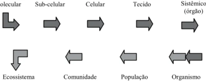 Figura 01 - Representação esquemática da organização biológica durante um tipo de impacto ne- ne-gativo no ambiente (adaptado de Arias et al., 2007).