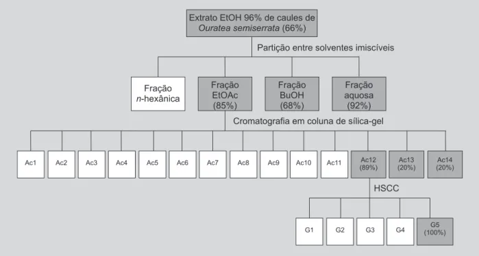FIGURA 2 - Fracionamento biomonitorado do extrato hidroalcóolico de caules de Ouratea semiserrata