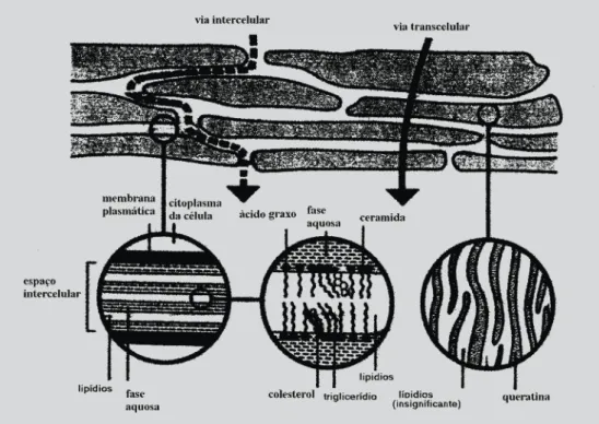 FIGURA 1 - Esquema que representa as vias de permeação do fármaco através do estrato córneo, isto é, através dos corneócitos e da matriz lipídica intercelular – via transcelular, e via da matriz lipídica entre os corneócitos – via intercelular (adaptado de