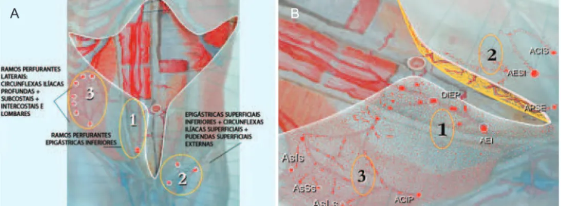 Figura 9 – Em A e B , aspectos esquemáticos do complexo vascular do retalho cutâneo abdominal