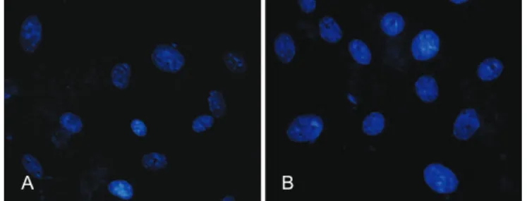 Figura 3 – Em A , fotomicrograia das células não-criopreservadas,  no intervalo de 72 horas