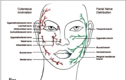 Figura 3 – Irrigação e drenagem linfática do terço inferior da face.