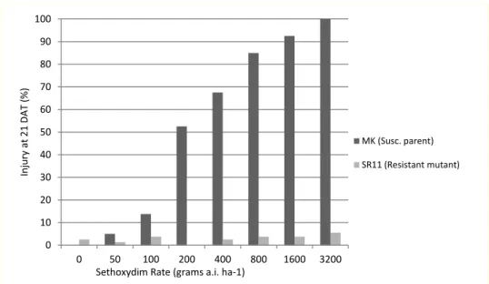 Figure 1.  Whole-plant response of resistant SR11 mutant line and MK susceptible parent to a broad range of  sethoxydim rates