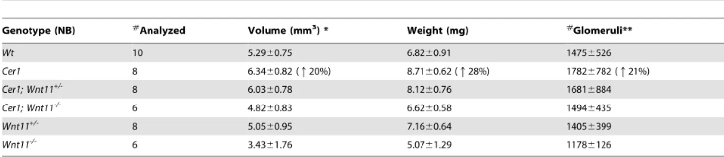Figure 2. Targeted ureteric bud Cer1 expression increases the number of ureteric bud tips