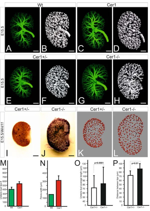 Figure 3. Changes in morphometric parameters of the ureteric tree in Cer1 gain and loss of function situations