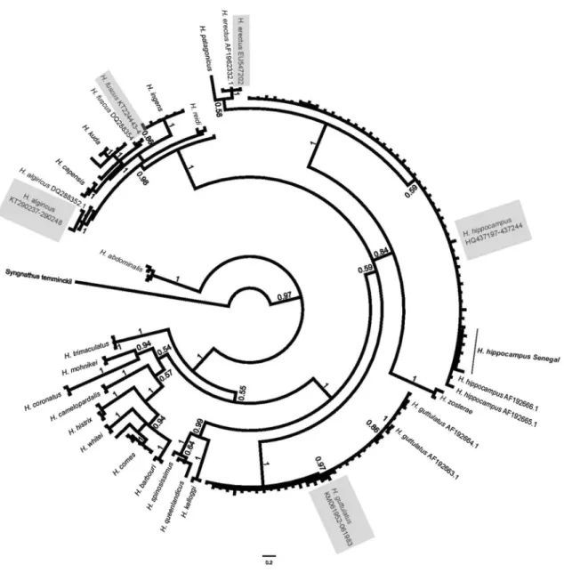 Fig. 2    Phylogenetic tree of the relationship among Hippocampus species, constructed from Cytochrome b using MrBayes (GTR + γ) and shows  posterior probability