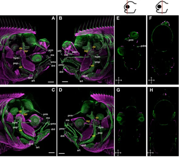 Figure 1.  Blocking TH production with MMI inhibits asymmetric skull development of the head during sole  metamorphosis