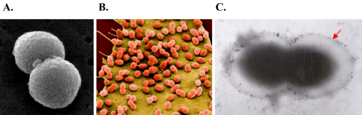 Figura 1.1. Streptococcus pneumoniae.  Imagens de microscopia electrónica de varrimento  de  S