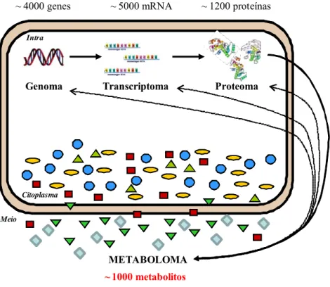 Figura 1.9. Análise de metaboloma no contexto pós-genómico. Setas a tracejado indicam  processos de regulação e a seta contínua indica o processo de formação