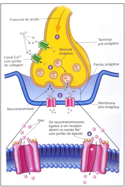 Figura 1.2 – Fenda sináptica onde se ilustra a ação dos neurotransmissores 10 Um  outro  facto  que  sustenta  esta  mesma  teoria  é  o  de  determinadas  drogas  reproduzirem efeitos semelhantes aos de patologias mentais, onde se insere a depressão, 