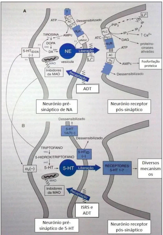Figura 3.2 –Esquematização da sinapse onde os ADTs actuam adaptado 6