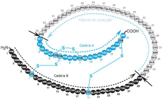 Figura II.1: Conversão da pró-insulina em insulina humana. As setas indicam os locais de  clivagem (Adaptado de [23]).