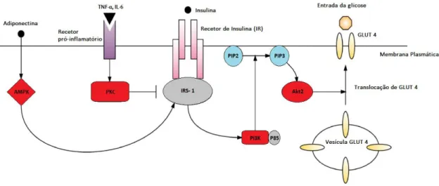 Figura II.5: Diagrama simplificado do mecanismo de sinalização da insulina. A ligação da insulina  ao seu recetor (IR) ativa o IRS-1