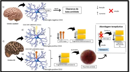 Figura 14: 1) A microglia tem um papel importante no cérebro saudável, pois regula a clearance de beta amilóide  amiloide