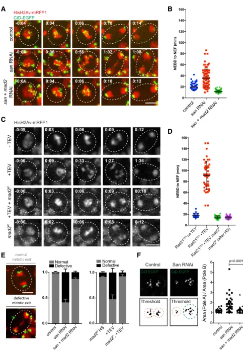 Figure 2. Inhibition of the SAC in Wing Imaginal Discs Alleviates Mitotic Errors Caused by Premature Loss of Cohesin (A) Images from movies of the wing disc pouch in the control, san RNAi, and san and mad2 RNAi strains