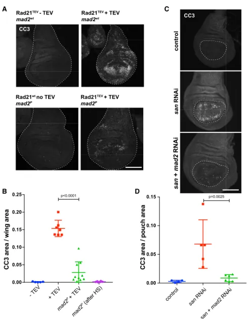 Figure 4. Inhibition of the SAC Suppresses Imaginal Wing Disc Apoptosis Caused by Premature Loss of Cohesin