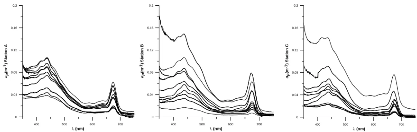 Figure 2. Spectra of particulate absorption at all stations throughout the  study. 