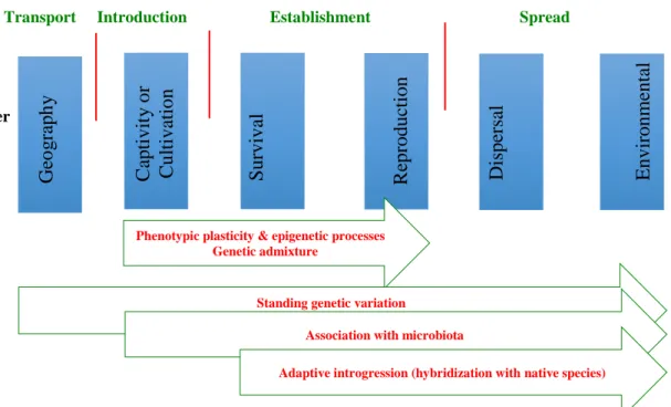 Figure  3.1  Mechanisms  of  acclimation  and  adaptation  acting  throughout  the  stages  of  seaweeds  invasion process based on the unified framework for biological invasions proposed by Blackburn et  al