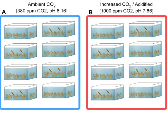 Figure 1 Schematic representation of the mesocosms experiment. (A) Ambient (380 ppm) and (B) acidified (1,000 ppm) conditions each with four 3 L experimental units only containing 1 g wet weight (WW) S