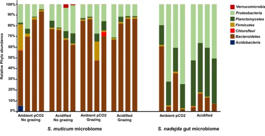 Figure 3 Host and treatment effects on associated bacteria phyla. Relative abundance and distribution of the bacteria phyla associated to the brown seaweed Sargassum muticum, without (No grazing) and with (grazing) Synisoma nadejda isopods, and the gut of 