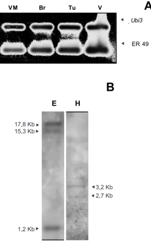 Figura 4. Expressão de ER49 durante a maturação de frutos de tomate var. Micro-Tom (VM: verde-maduro; Br: breaker;