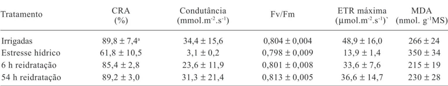 Tabela 1. Conteúdo relativo de água (CRA), condutância estomática, rendimento quântico potencial do fotossistema II (Fv/Fm); taxa máxima aparente de transporte de elétrons (ETR) e nível de peroxidação de lipídios (teor de MDA) em folhas de plantas de Myrac