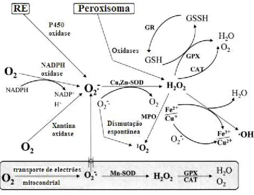 Figura 12: Representação dos principais mecanismos de defesa enzimática das espécies reactivas de oxigénio, bem  como algumas das fontes de origem