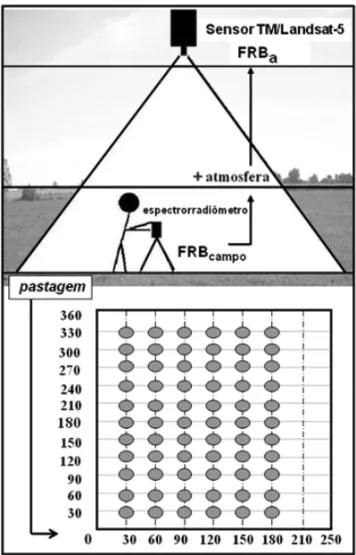 Figura 1 – Representac¸˜ao esquem´atica adotada durante coleta de dados em campo: os c´ırculos cinzentos indicam as localizac¸˜oes das medidas na pastagem.