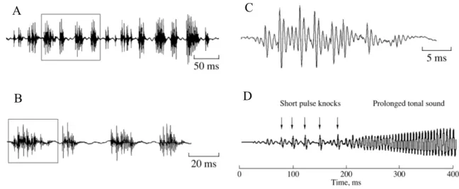 Figure 1: (A) Oscillogram of a series of simple sounds (B) a fragment of the oscillogram with four consecutive  simple sounds, and (C) an oscillogram of a simple sound from the fragment, (D) oscillogram of a complex sound