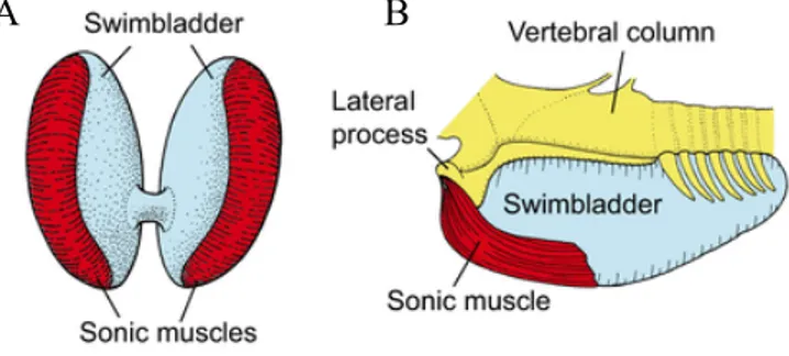 Figure 3: Ilustrations of swimbladder sound-generating mechanisms in teleost fishes. (A) Intrinsic sonic muscle  attached  directly  to  the  swimbladder  wall  (Lusitanian  toadfish,  Halobatrachus  didactylus),  (B)  Extrinsic  drumming muscles originati