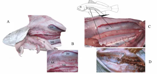 Figure 5: Sexual dimorphism of sonic muscles in the meagre Argyrosomus regius : (A) body cavity and body wall  of a sperm producing male (B) amplification of the same picture exhibiting anterior part of swimbladder (SW),  with its arborescent appendages (A