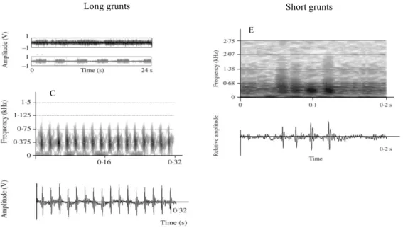 Figure 6: Oscillograms of (A) chorus and (B) individual long grunts produced by meagre during the spawning  period in the Gironde estuary