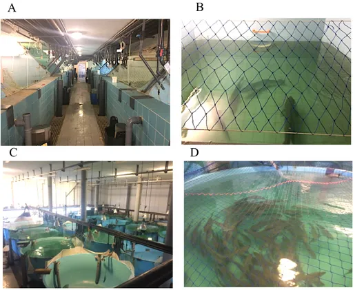 Figure 1: Parallelepipedic concrete interior tanks used to rear adult meagre breeders in IPMA facilities (A, B); 