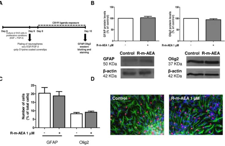 Figure 4. (R)-(+)-Methanandamide does not induce glial differentiation in SVZ cultures through CB1R activation