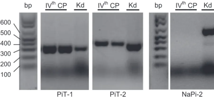Fig. 3. Gene expression of P i transporter (PiT)1 and PiT2 (Slc20) and Na ⫹ -P i cotransporter type IIb [NaPiIIb (NaPi-2);