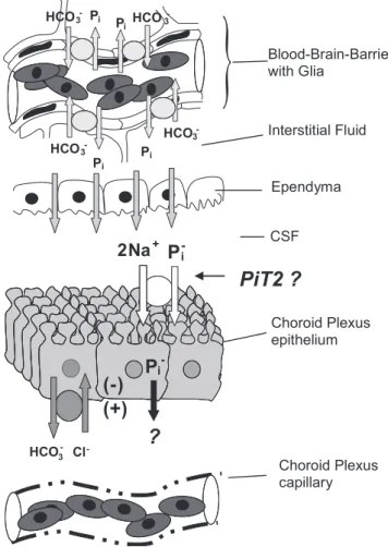 Fig. 6. A representative immunoblot of PiT2 in the dogfish IVth CP and lateral CP and rat lateral CP