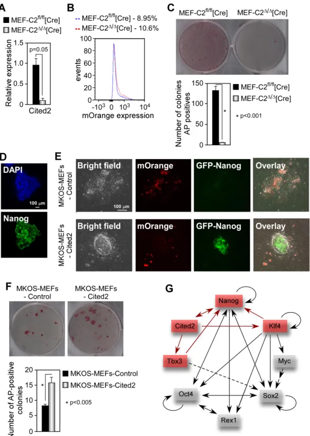 Figure 7. Cited2 is essential for the generation of induced pluripotent stem cells and enhances the efﬁciency of reprogramming