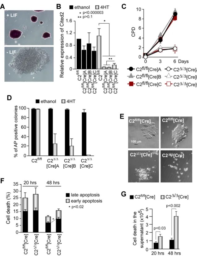 Figure 1. Mouse embryonic stem cells (ESC) require Cited2 for proliferation, survival, and pluripotency
