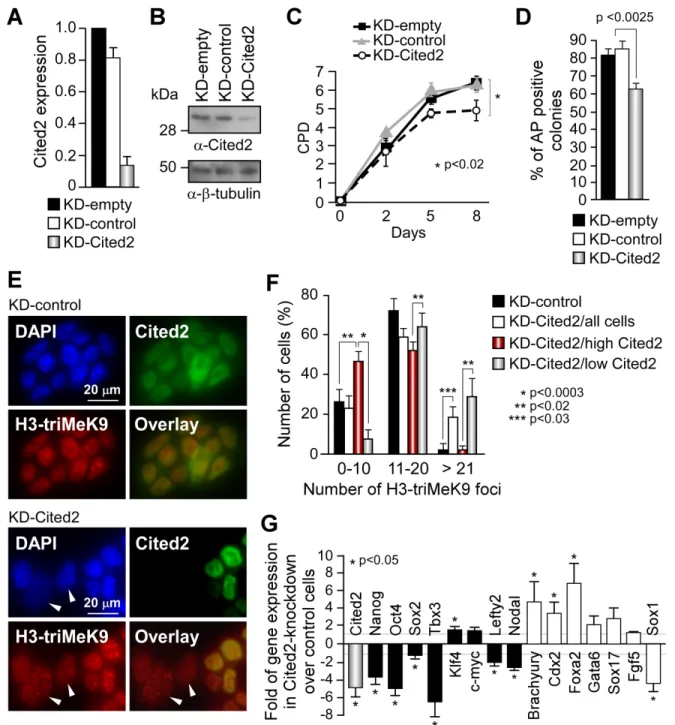 Figure 3. Cited2 knockdown results in spontaneous differentiation in embryonic stem cells