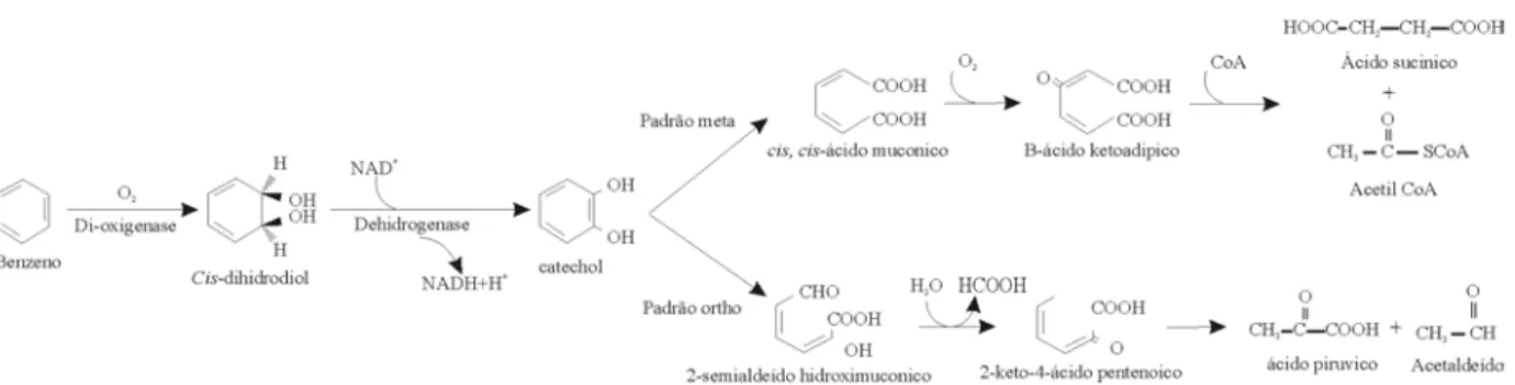 Figura 7 – Metabolismo de microorganismos em cadeias arom´aticas segundo o padr˜ao de clivagem orto e meta (adaptado de Juhasz &amp; Naidu, 2000).