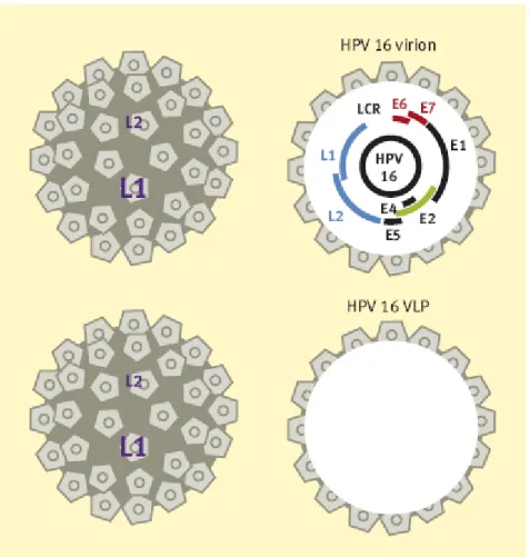 Figura  3: Ilustração do virião de HPV e demonstração da  estrutura de uma partícula como vírus (VLP)  sem o núcleo de DNA viral oncogénico.(32) 