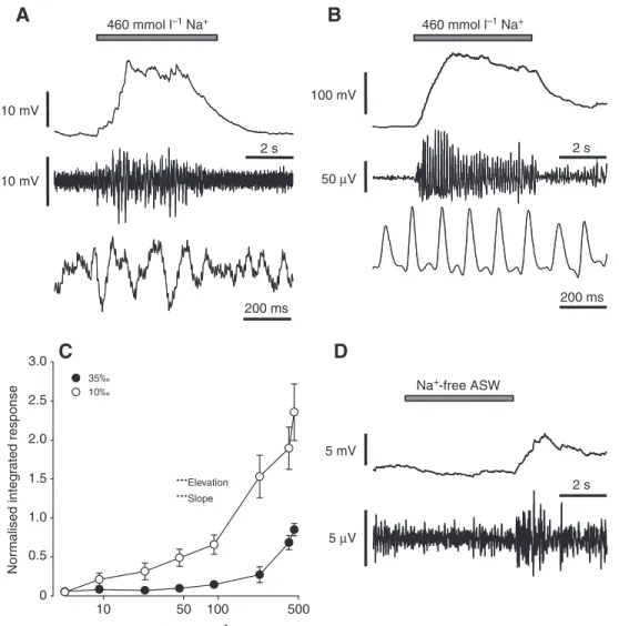 Fig. 2. Typical electro-encephalogram (EEG) recordings (middle trace) from the olfactory bulb of sole in response to an increase in [Na + ] of 460 mmol l –1 artificial seawater (ASW) against a background of (A) 10‰ ASW (Na + -free) and (B) 35‰ ASW (Na + -f